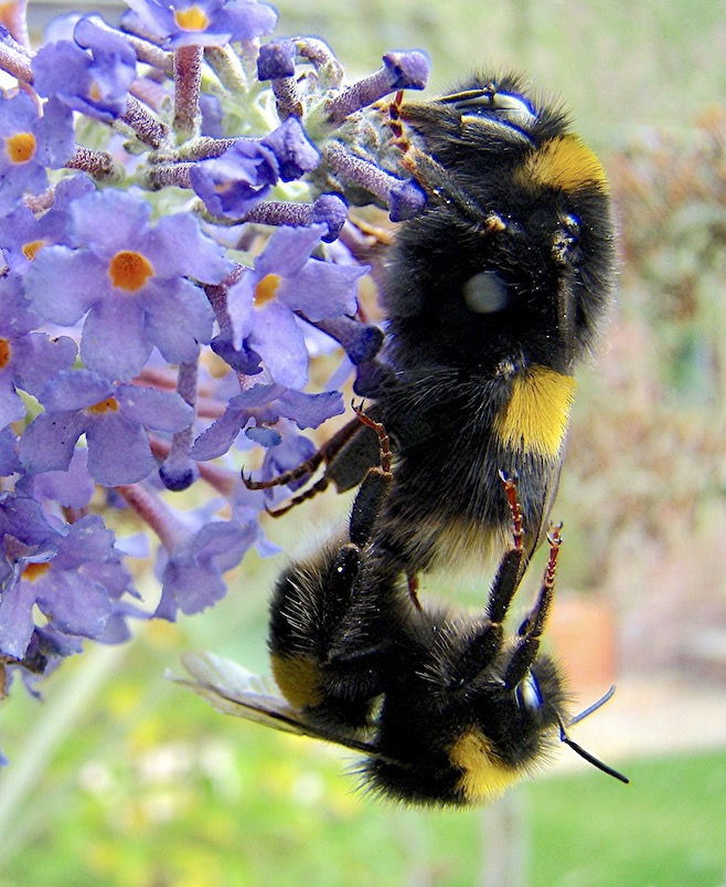 bumblebee